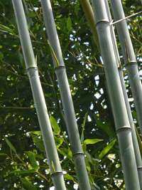 Phyllostachys aureosulcata alata